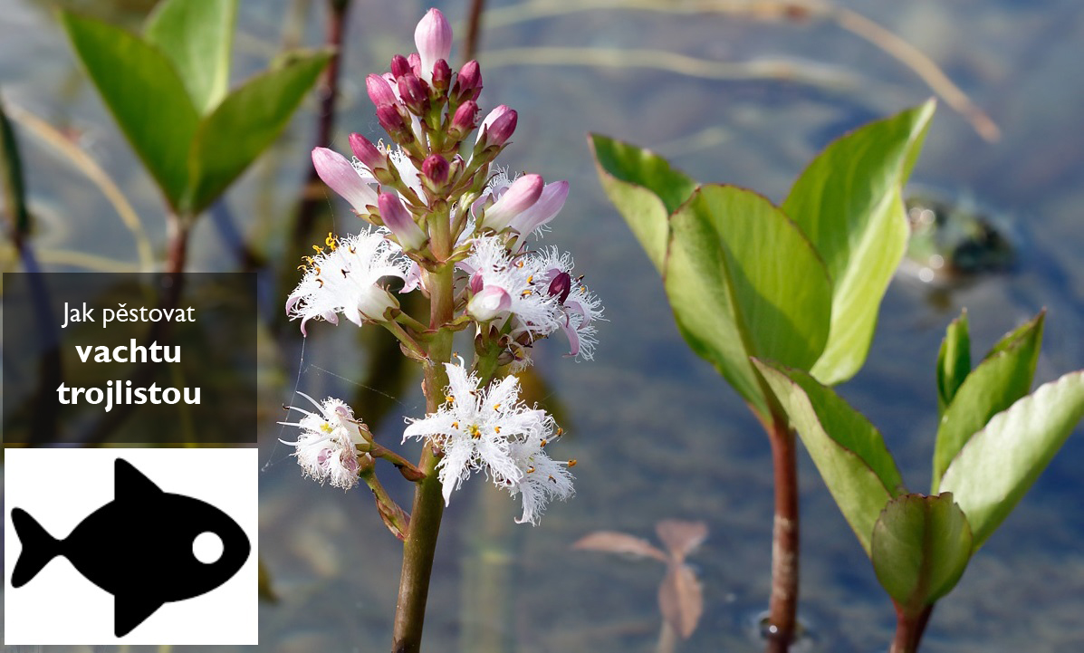 Jak pěstovat vachtu - umístění, podmínky pro pěstování, rozmnožování s pomocí ryb