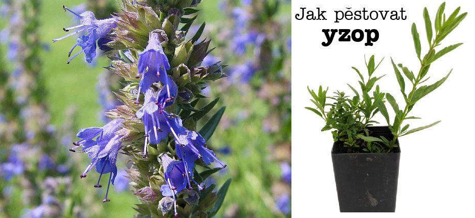 Jak pěstovat yzop - substrát, zálivka, světlo, umístění, hnojení, přezimování, rozmnožování