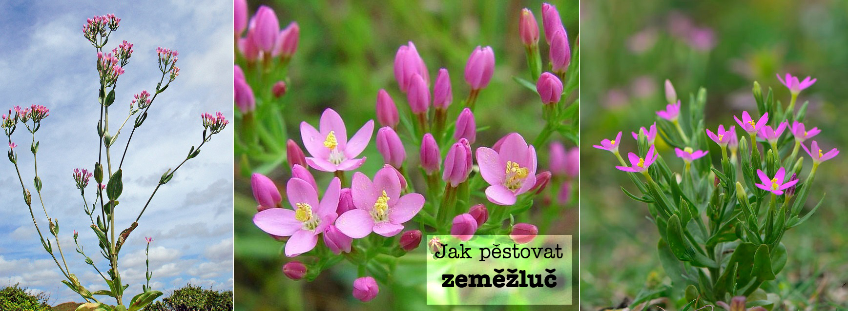 Jak pěstovat zeměžluč - zemina, světlo, umístění, hnojení, přezimování, sběr a sušení