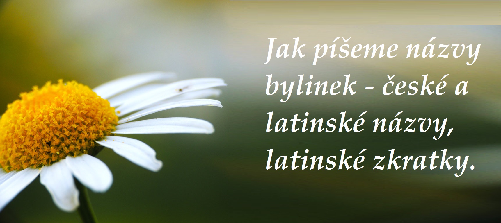 Jak psát názvy bylin, bylinek, rostlin - velká a malá písmena, co znamenají latinské zkratky bylinek