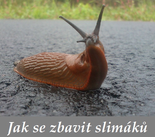 Jak se zbavit slimáků na zahradě - tipy, rady, návody, zkušenosti