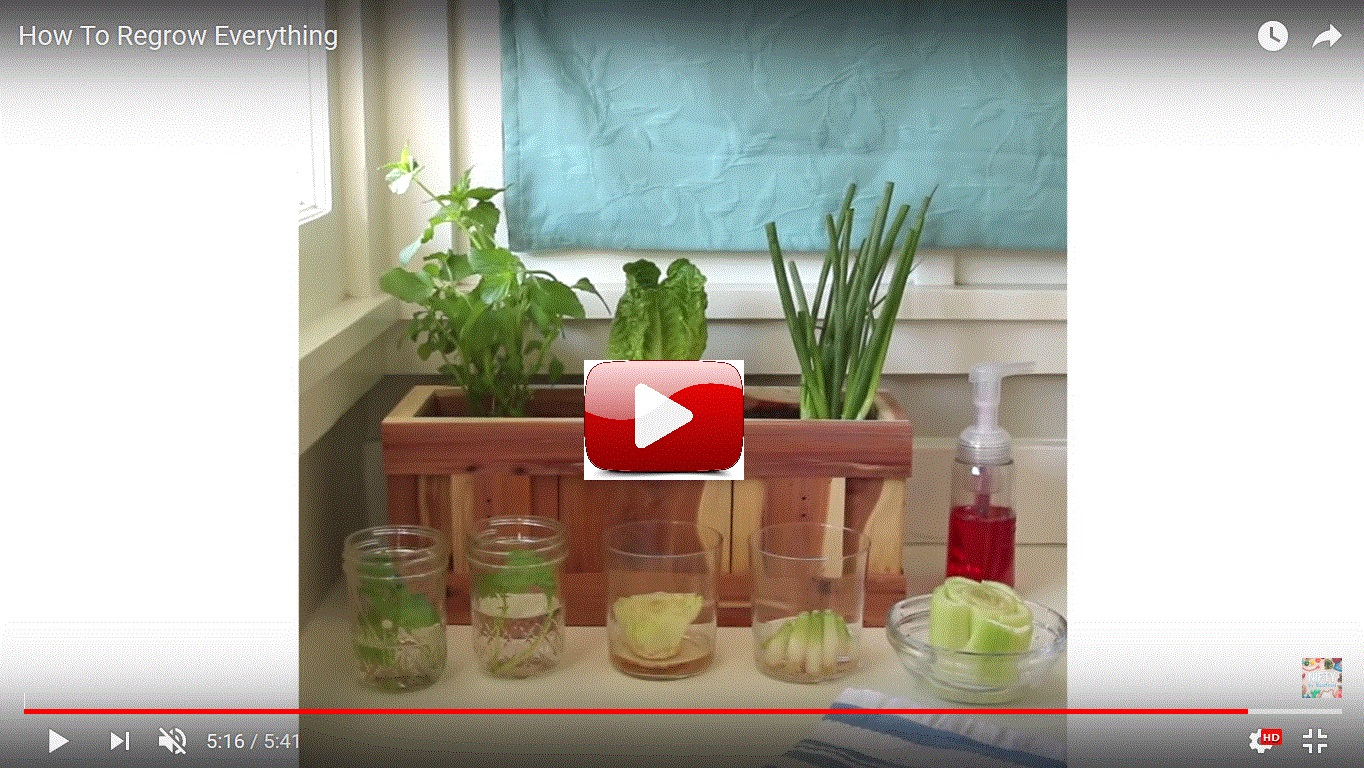 Jak si vypěstovat jakoukoliv rostlinu (byliny, koření, ovoce, zelenina) ze semínka nebo řízku - VIDEO