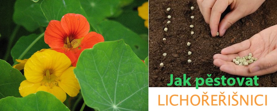  Jak pěstovat lichořeřišnici ze semínka - postup, substrát, zálivka, světlo, škůdci, přezimování