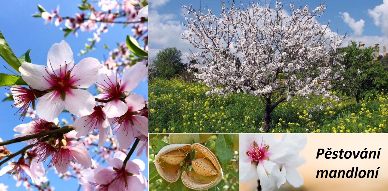 Jak vypěstovat mandloň, mandlovník z pecky a pečovat o strom v podmínkách ČR - hnojení, zalévání, ořez, nemoci