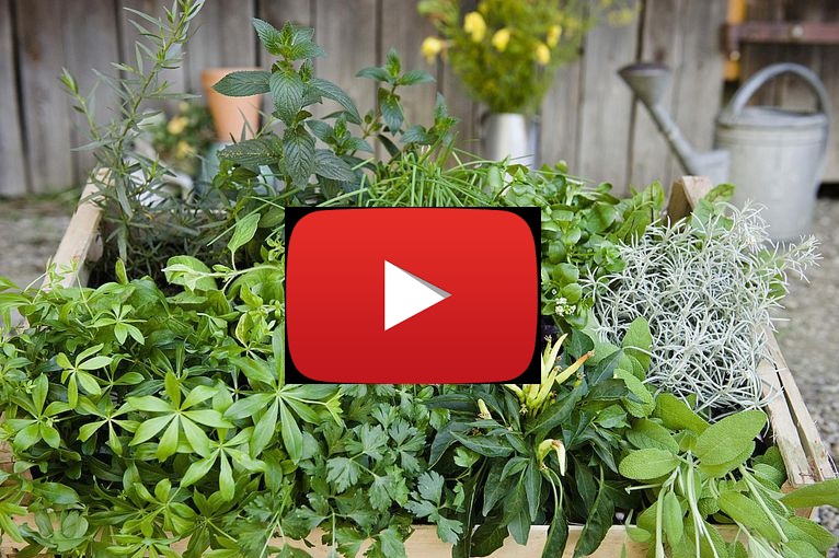 Jak získat semínka z bylinek na příští rok během jedné minuty - VIDEO, postup, návod