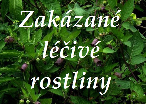 Jaké byliny a léčivé rostliny se nesmí používat do potravin a bylinných produktů