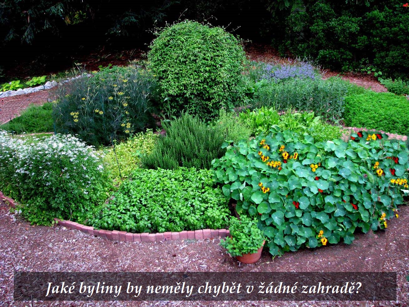 Jaké byliny by neměly chybět na žádné zahradě?