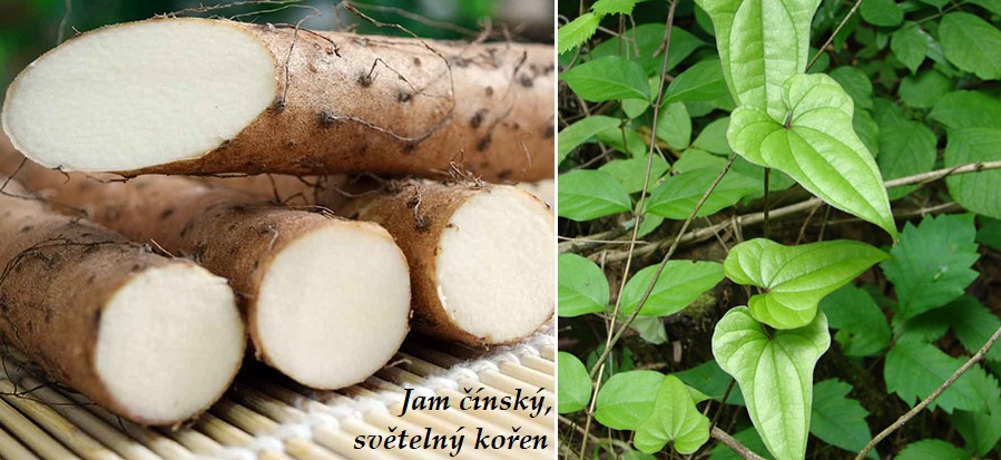 Jam čínksý světelný kořen dioscorea účinky na zdraví použití využití