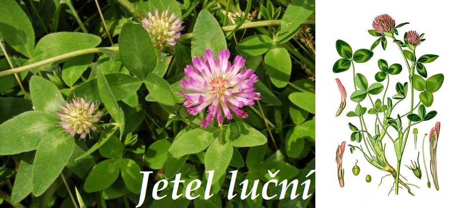 jetel lucni ucinky vliv na zdravi cloveka uzivani pouziti