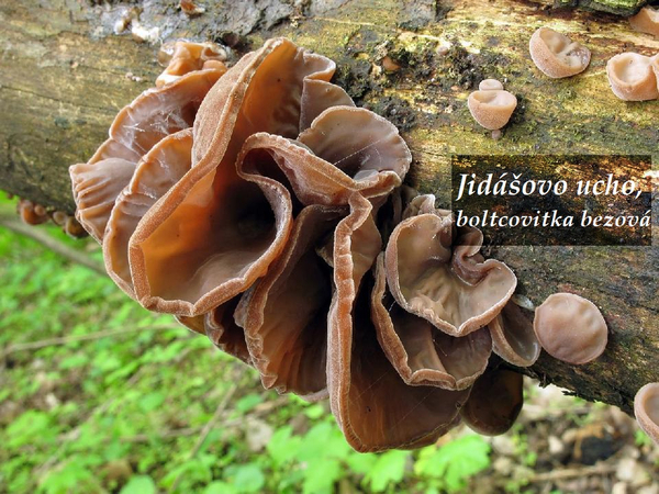 Jidášovo ucho, boltcovitka bezová - účinky na zdraví, co léčí, použití, užívání, využití, pěstování