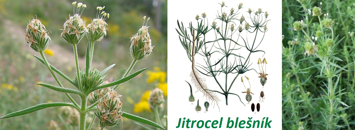 jitrocel blesnik ucinky co leci pouziti uzivani vyuziti pro zdravi pestovani davkovani