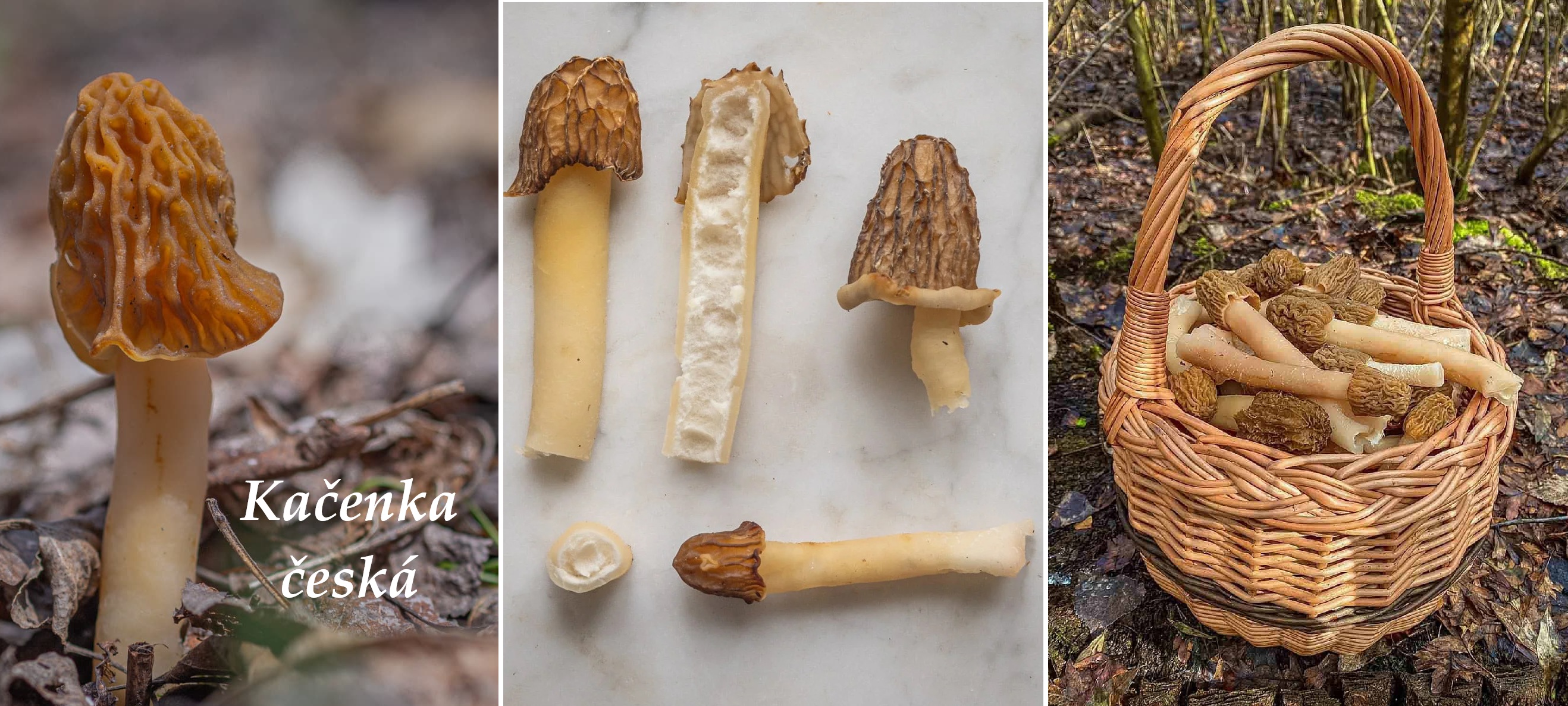 Kačenka česká - účinky na zdraví, použití, využití, zajímavosti, popis, legendy