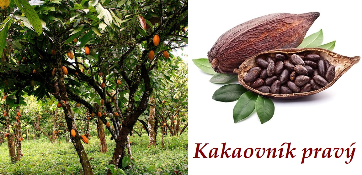 kakao kakaovnik pravy ucinky na zdravi co leci pouziti uzivani vyuziti davkovani co sbirame pestovani