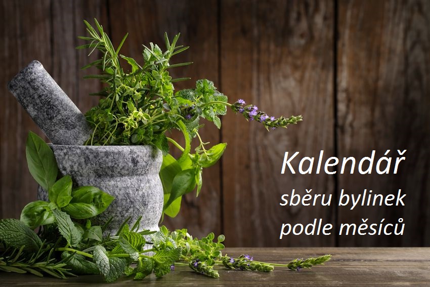 Kalendář sběru bylin podle měsíců - tabulka