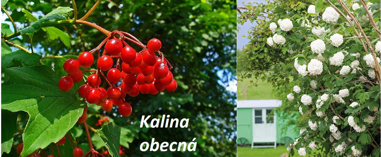 kalina ucinky na zdravi co leci pouziti uzivani vyuziti pestovani