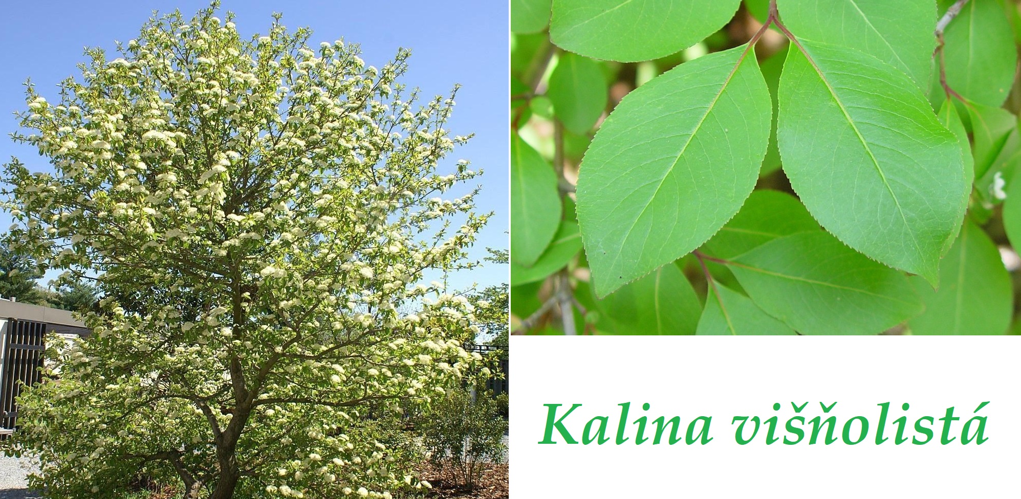 kalina visnolista ucinky na zdravi co leci pouziti uzivani vyuziti davkovani co sbirame pestovani