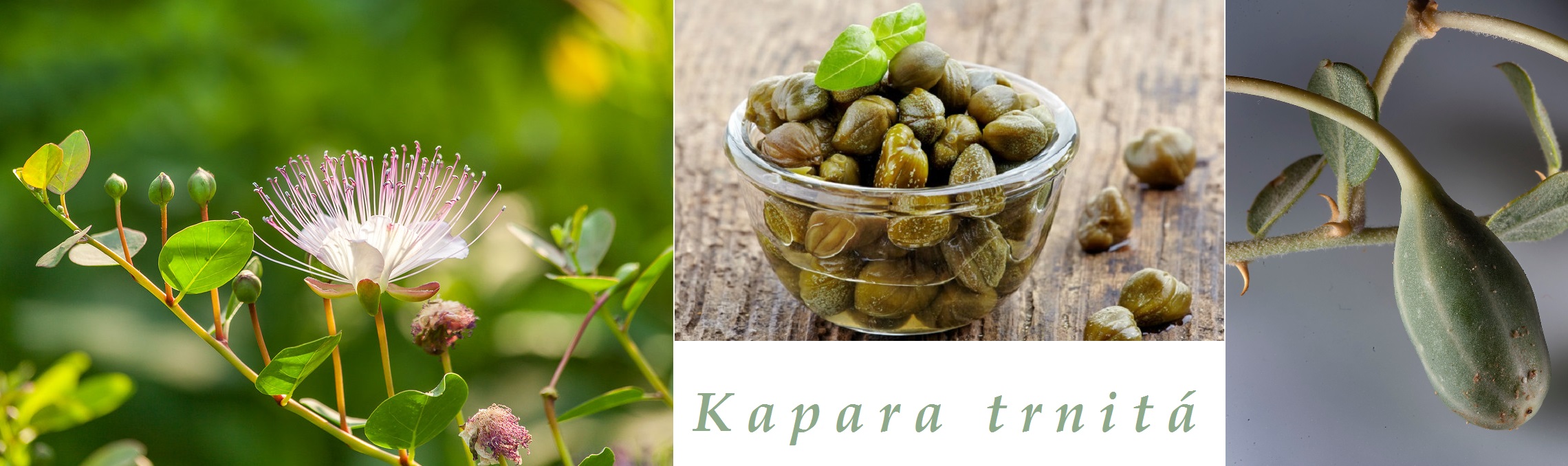 Kapara trnitá účinky na zdraví co léčí použití užívání využití co sbíráme