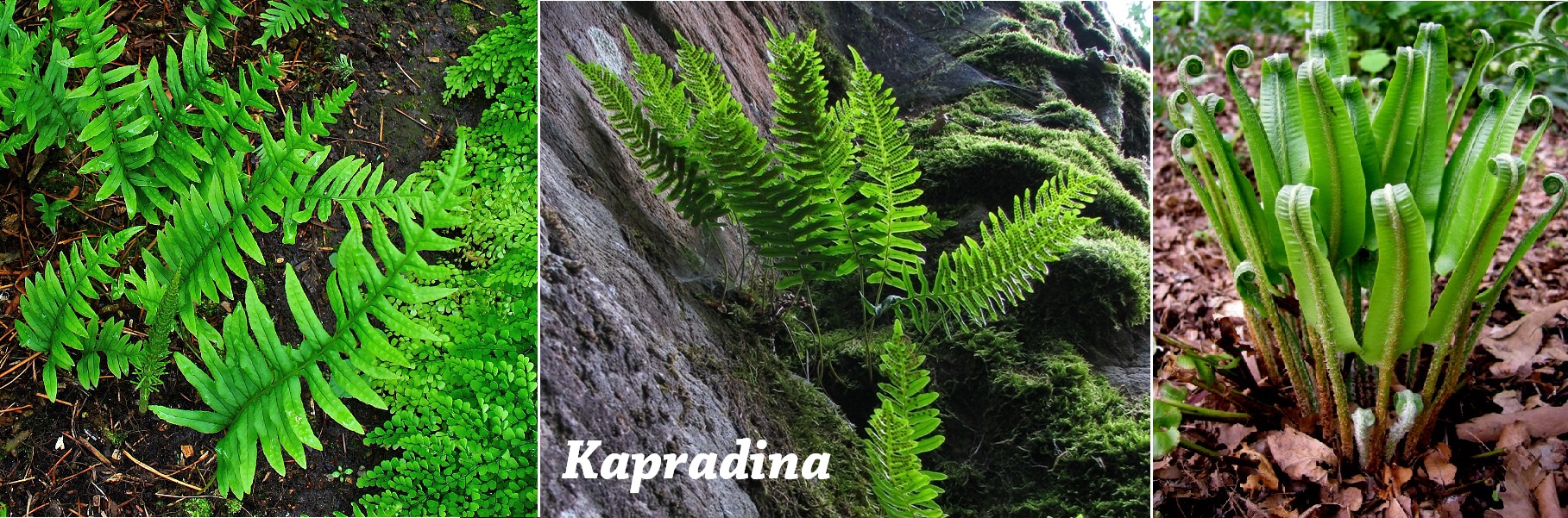 Kapradina osladič obecný - účinky na zdraví, co léčí, použití, užívání, využití