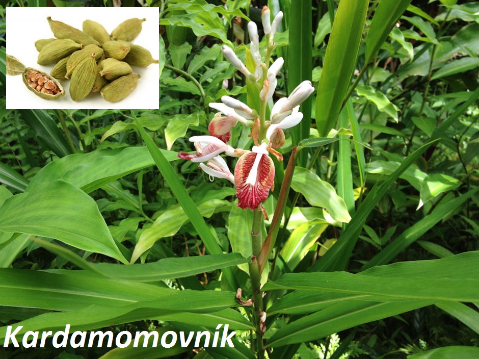 Kardamomovník, kardamovník -  účinky, co léčí, použití, užívání, využití pro zdraví, pěstování, dávkování