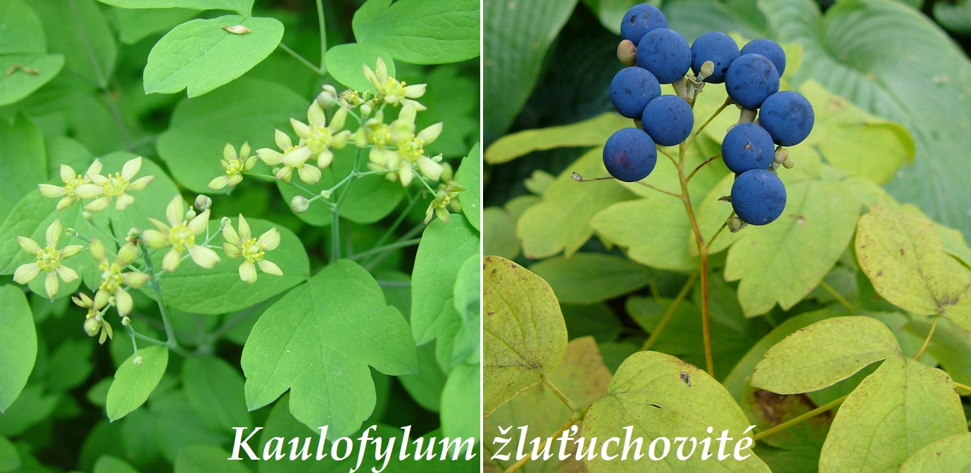 kaulofylum zlutuchovite ucinky na zdravi co leci pouziti uzivani vyuziti davkovani co sbirame pestovani