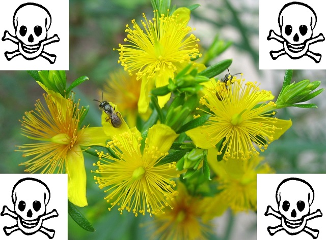 Kdy mohou být bylinky nebezpečné, kontraindikace bylinek