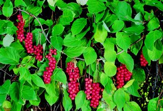 Klanopraška čínská - účinky, vliv na zdraví člověka, užívání, pěstování