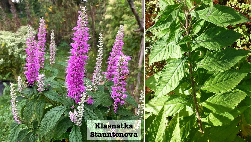 Klasnatka - účinky na zdraví, co léčí, použití, užívání, využití, pěstování