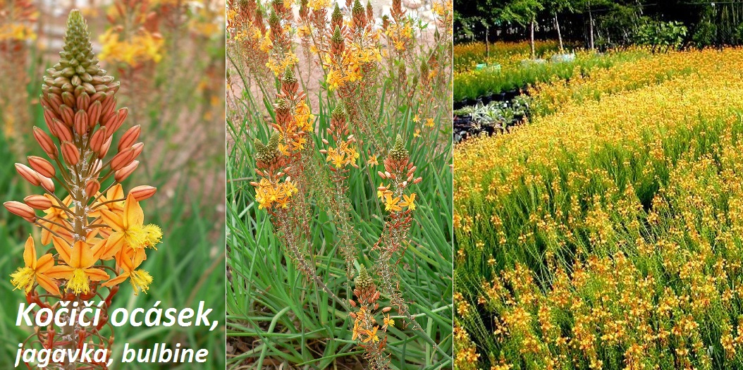 Kočičí ocásek, jagavka, bulbine - účinky na zdraví, co léčí, použití, užívání, využití, pěstování