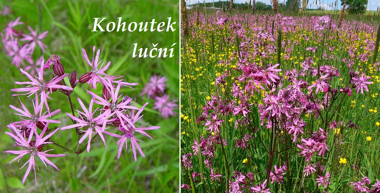 Kohoutek luční účinky na zdraví co léčí použití využití dávkování pěstování