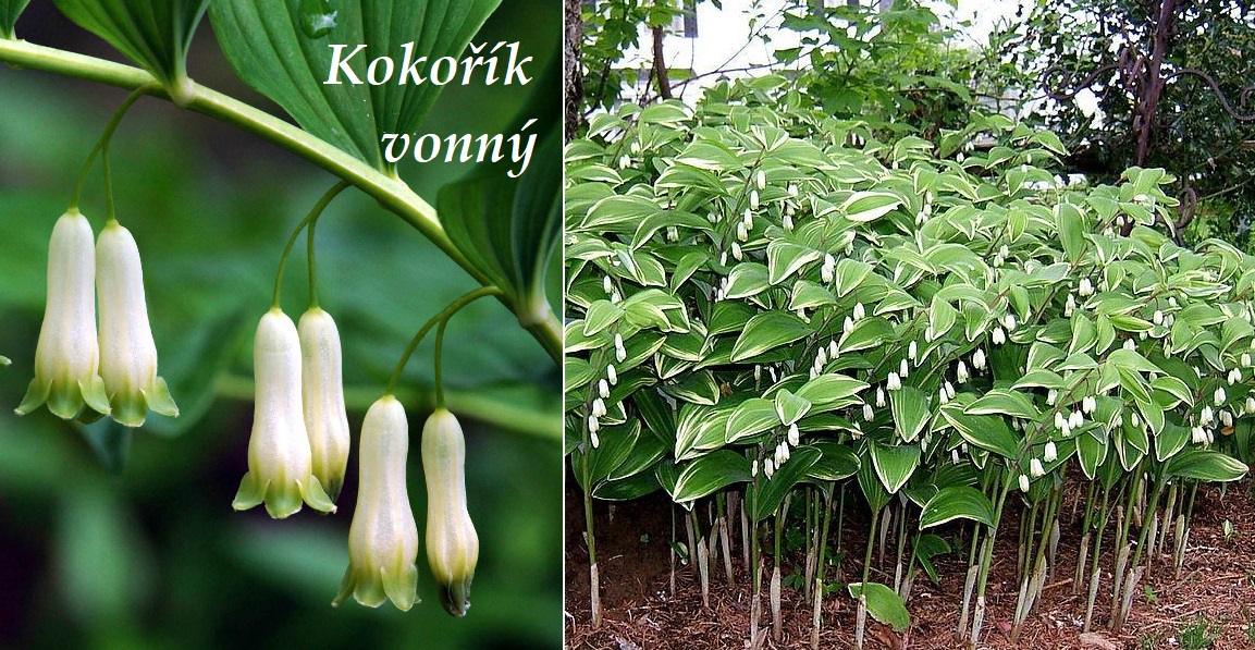 Kokořík - účinky na zdraví, co léčí, použití, užívání, využití, pěstování