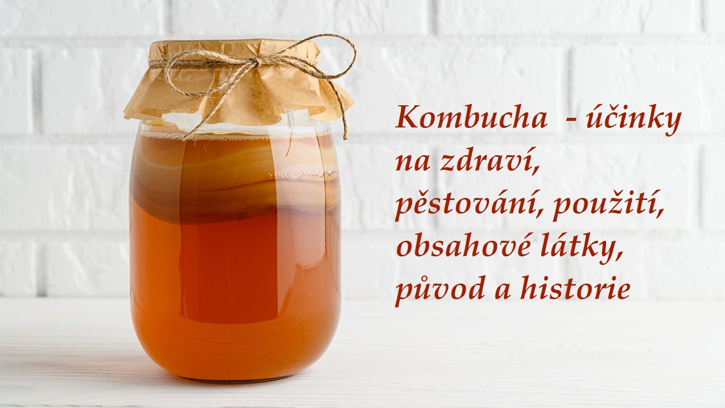 Kombucha - účinky a použití, pěstování, jaké látky obsahuje, původ, historie