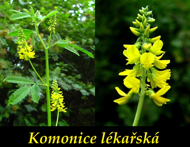 komonice-ucinky-na-zdravi-co-leci-pouziti-uzivani-vyuziti