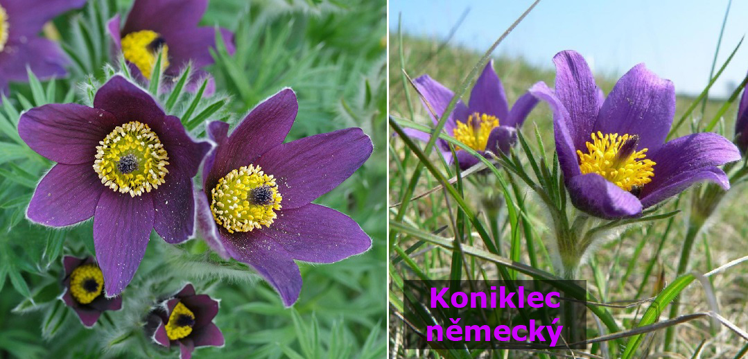 Koniklec německý - účinky na zdraví, co léčí, použití, užívání, využití, pěstování, co sbíráme