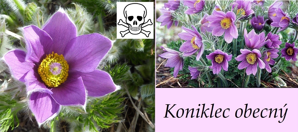 Koniklec obecný - účinky na zdraví, příznaky, otravy, fotografie, pověsti