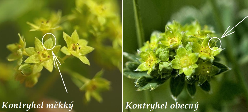 Kontryhel měkký a kontryhel obecný - jak je od sebe odlišit?