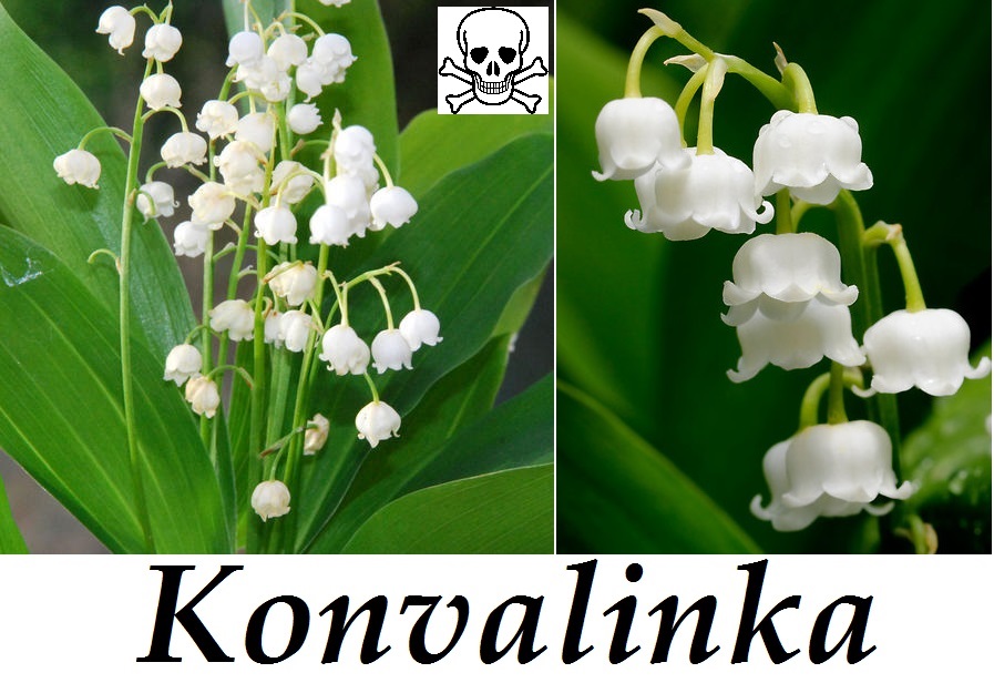 Konvalinka - účinky na zdraví, co léčí, použití, užívání, využití