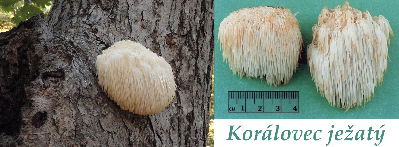 Korálovec ježatý - účinky na zdraví, co léčí, použití, užívání, využití