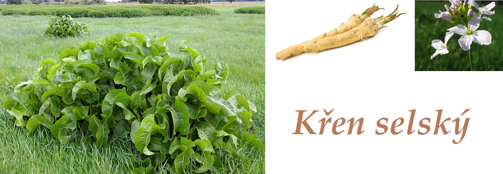 Křen selský - účinky na zdraví, co léčí, použití, užívání, využití, pěstování, škůdci a nemoci křenu