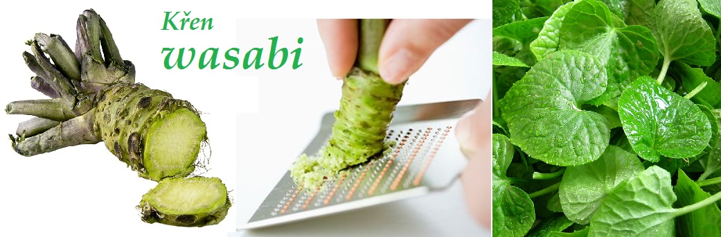 Křen wasabi - účinky na zdraví, co léčí, použití, užívání, využití, pěstování