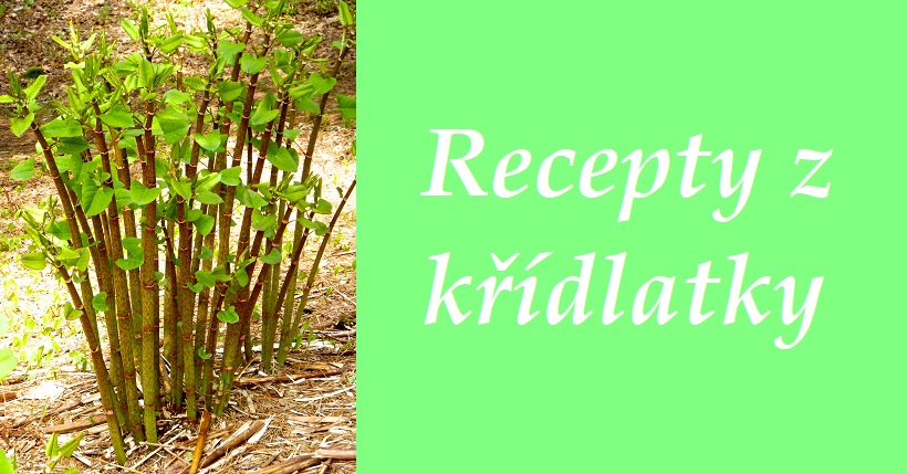 Křídlatkové itadori aneb křídlatka po japonsku - recept, postup, návod, příprava, suroviny, ingredience