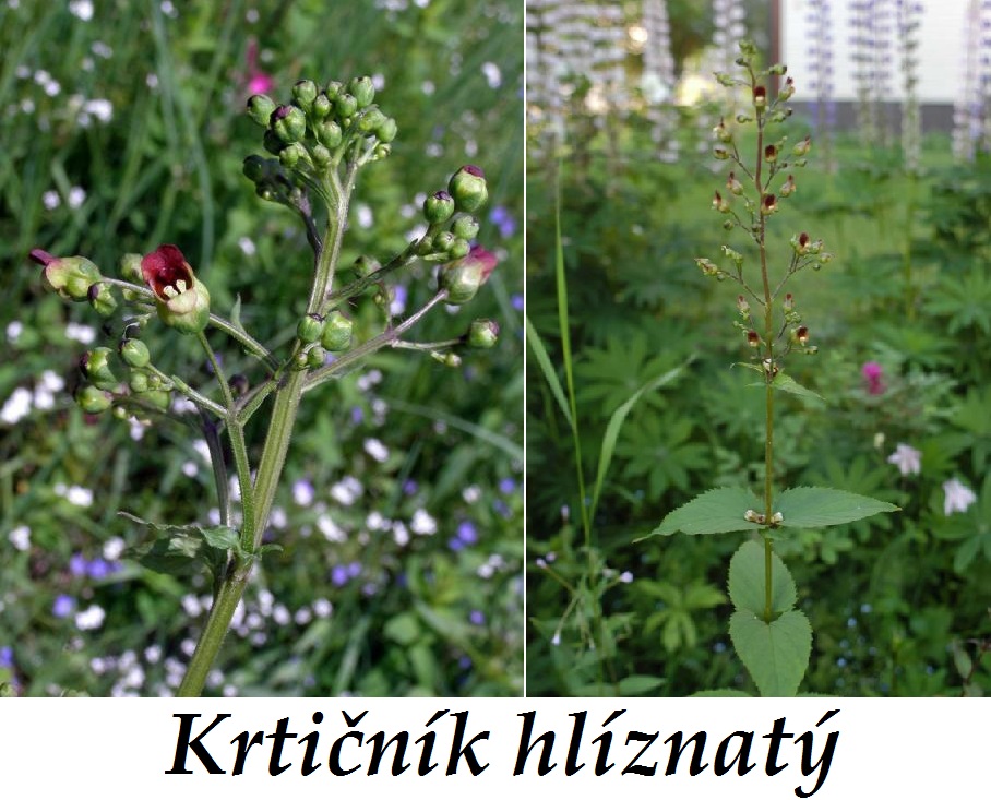 krticnik-ucinky-na-zdravi-co-leci-pouziti-uzivani-vyuziti