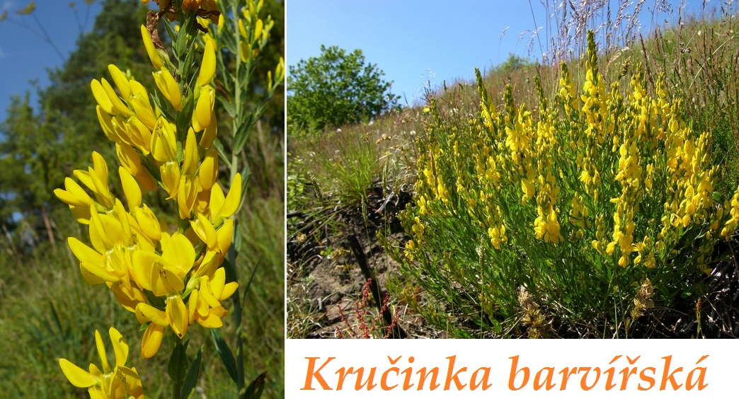 Kručinka barvířská účinky použití využití dávkování pěstování