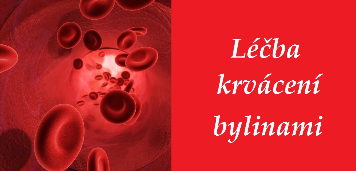 Krvácení - byliny, bylinky, babské rady, čaje, příčiny krvácení