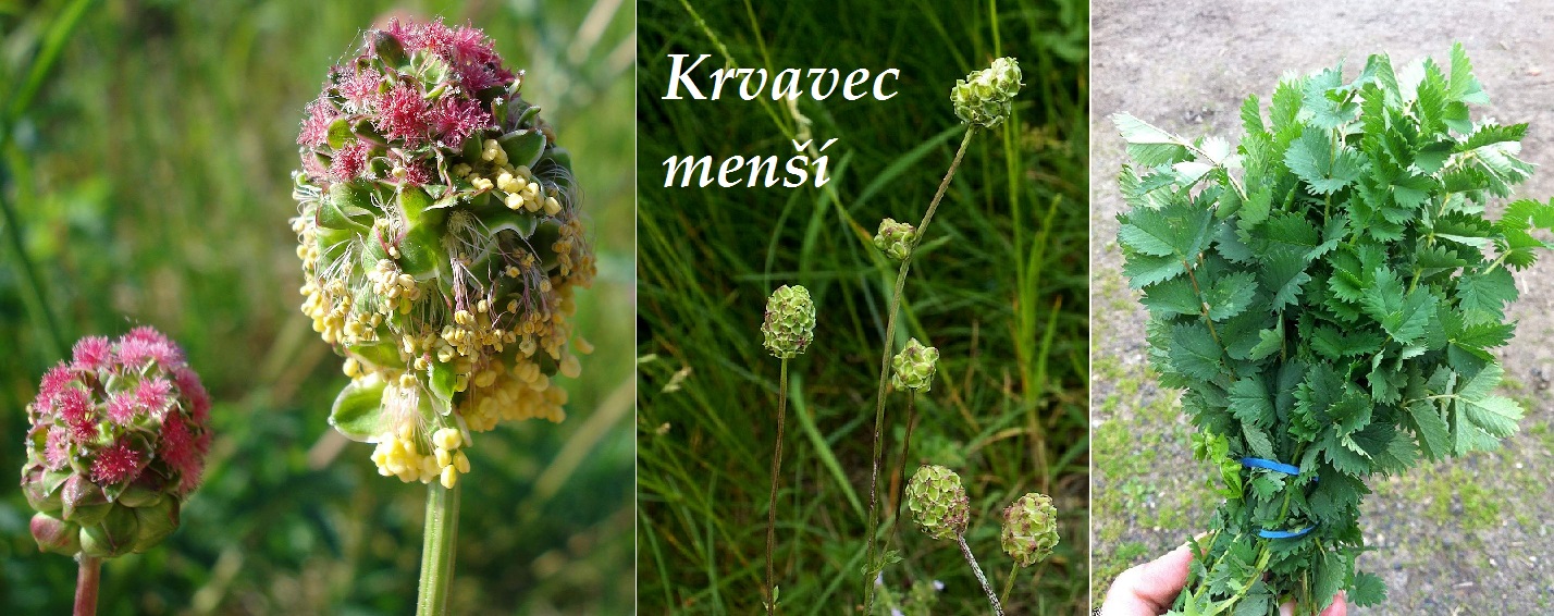 Krvavec - účinky na zdraví, co léčí, použití, užívání, využití, pěstování 