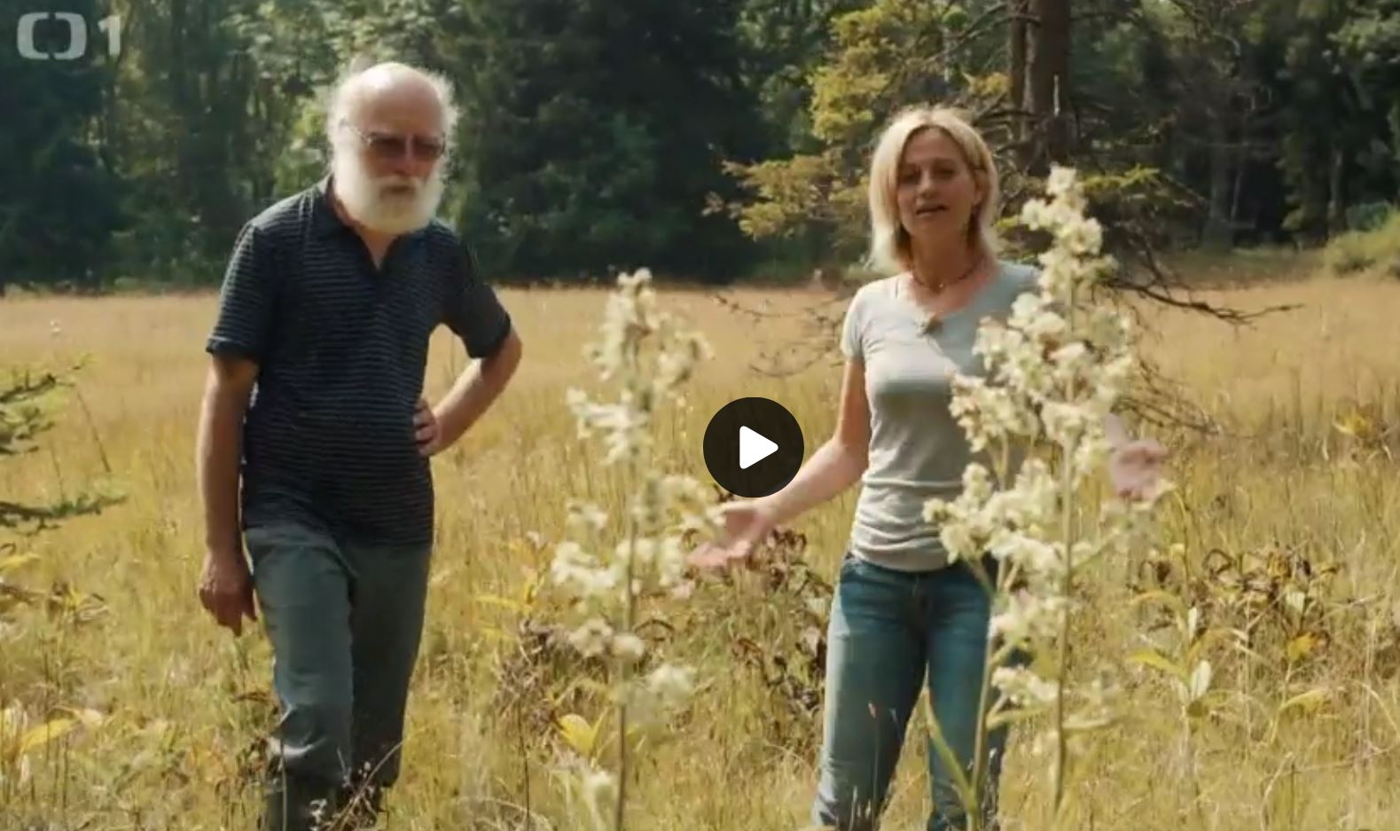 kychavice bila kouzelne bylinky