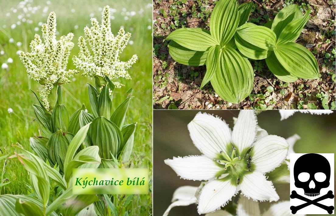 Kýchavice bílá - účinky na zdraví, co léčí, použití, užívání, využití