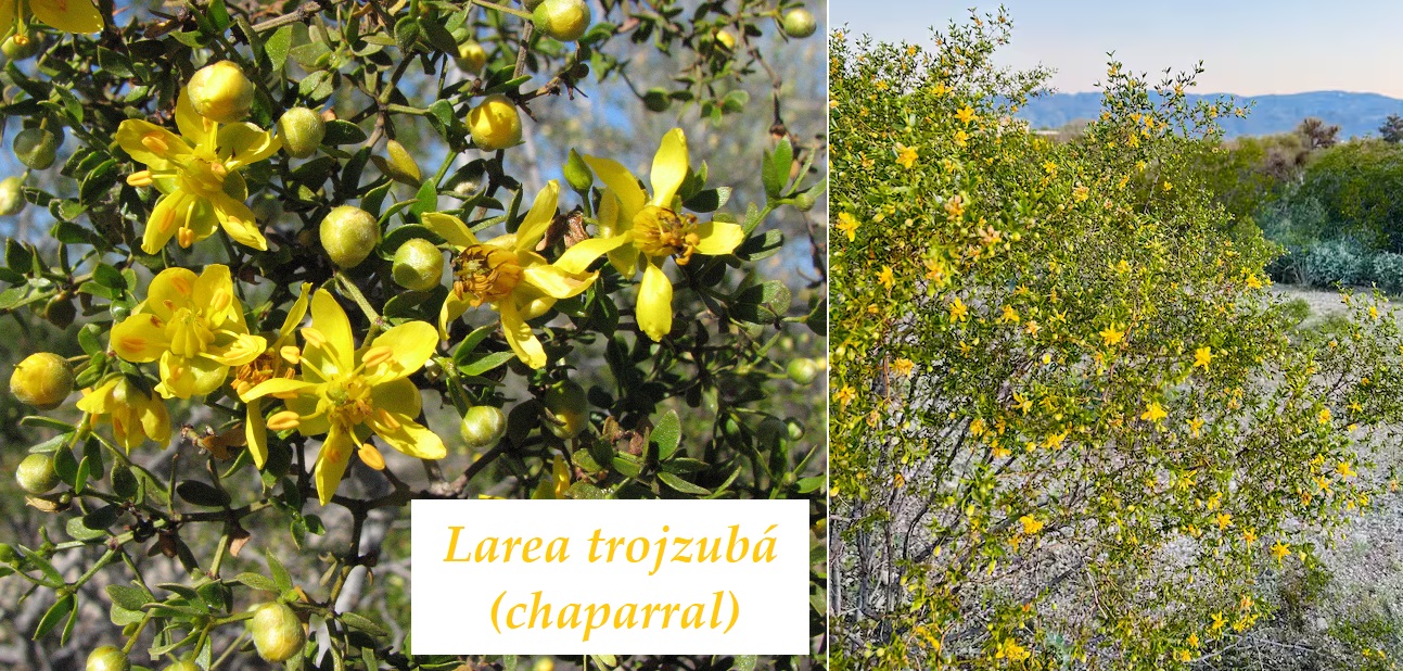 larea trojzuba ucinky na zdravi co leci pouziti uzivani vyuziti davkovani co sbirame pestovani