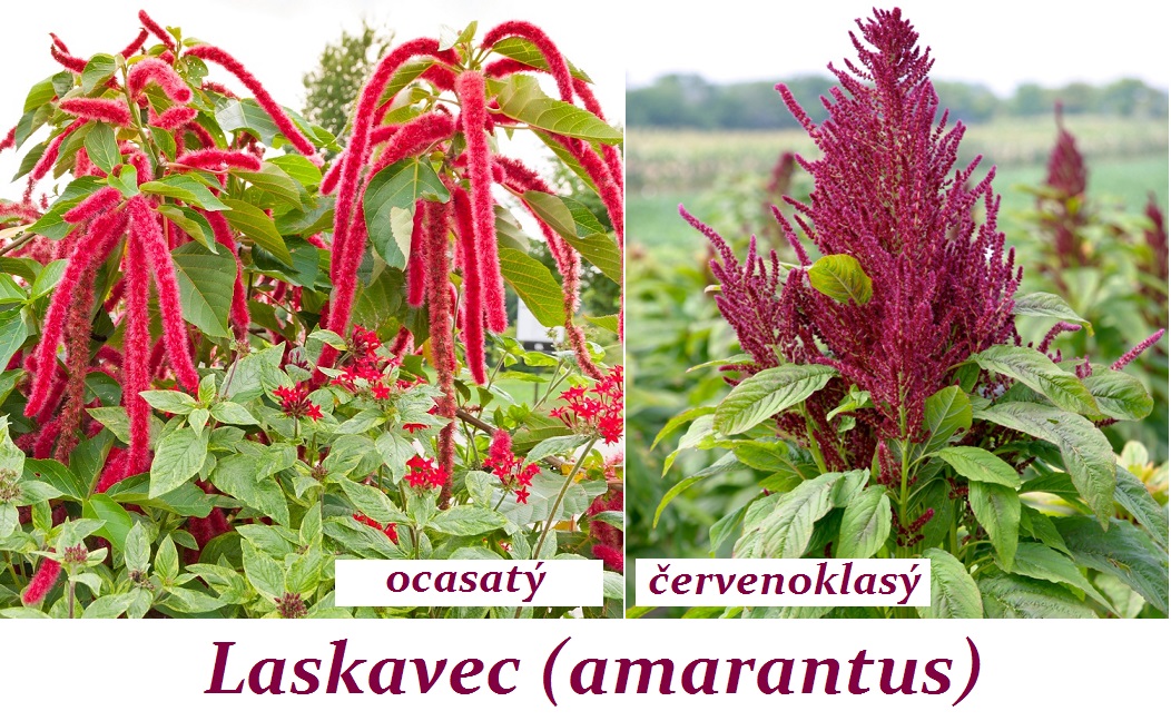 Laskavec, amarantus - účinky na zdraví, co léčí, použití, užívání, využití, pěstování