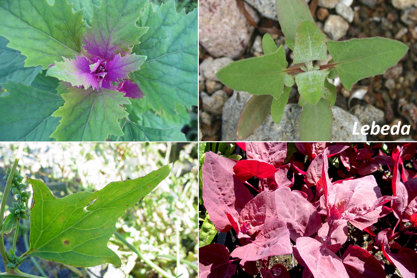 Lebeda - účinky na zdraví, použití v kuchyni do salátu s bylinkami, pěstování, megazdroj vápníku