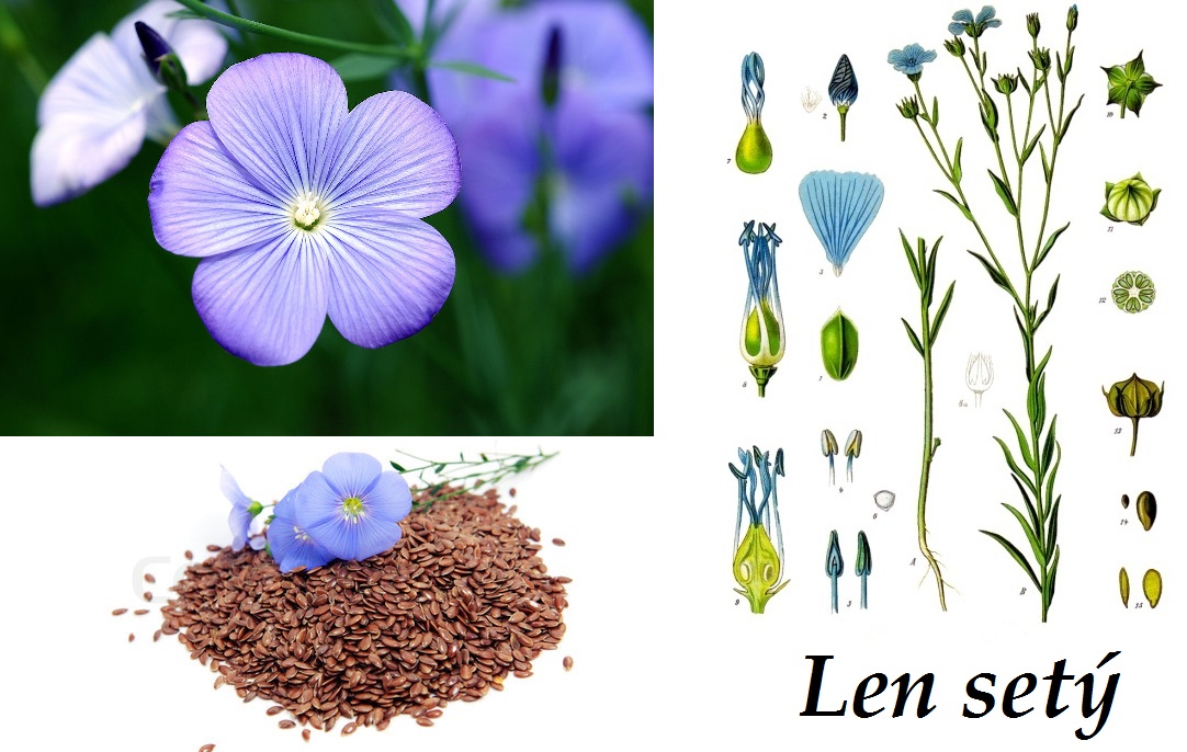 len-ucinky-na-zdravi-pouziti-uzivani-vyuziti-co-leci